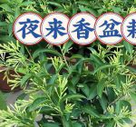 夜来香视频免费观看