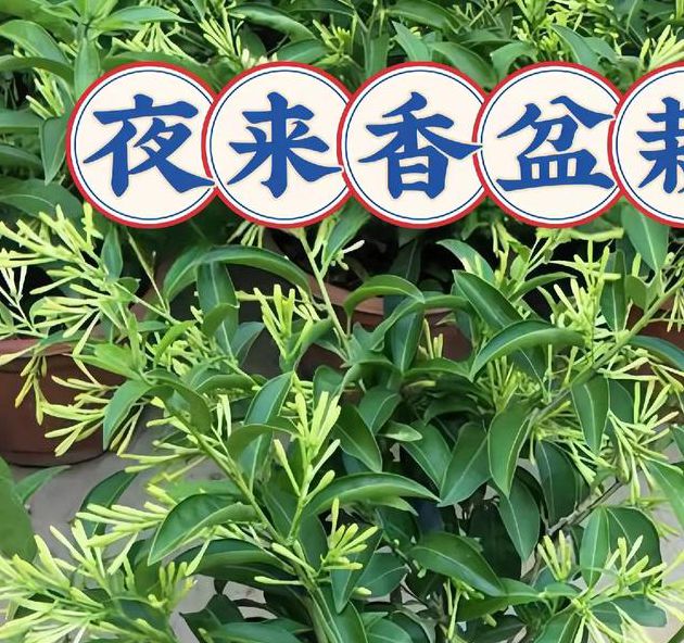 夜来香视频免费观看