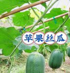 绿巨人苹果香蕉榴莲秋葵丝瓜