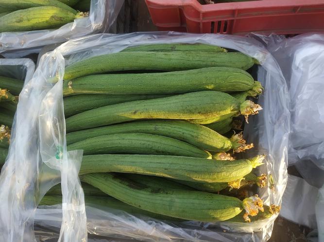 小蝌蚪草莓樱桃丝瓜绿巨人视频