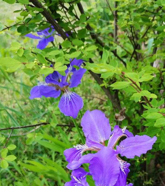 野花视频在线视频免费观看