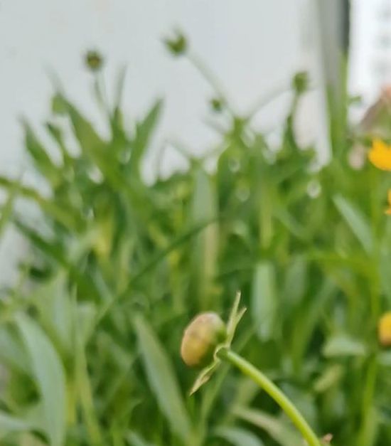 野花视频在线视频免费观看