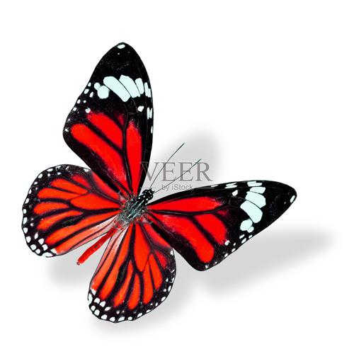 红蝴蝶在线观看