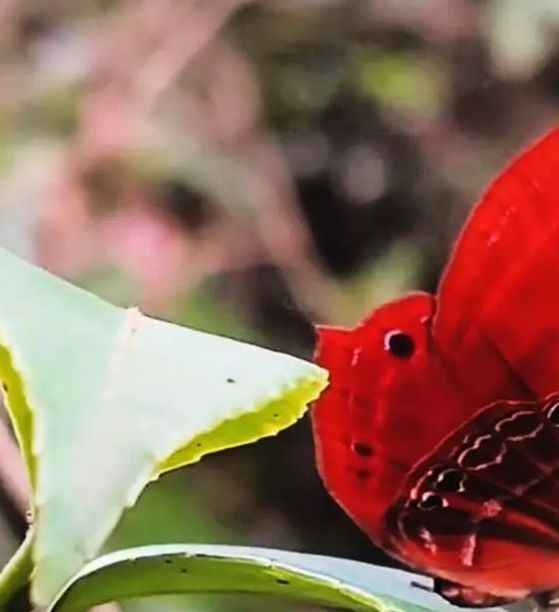 红蝴蝶在线观看