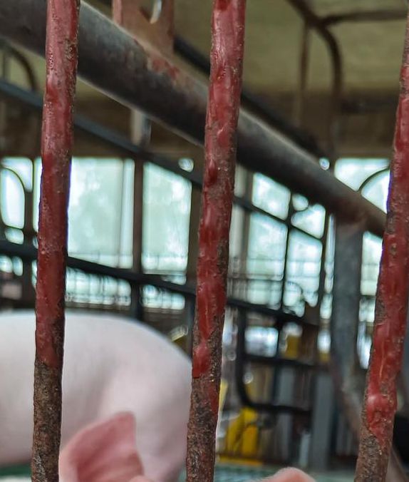 小猪视频轻量版