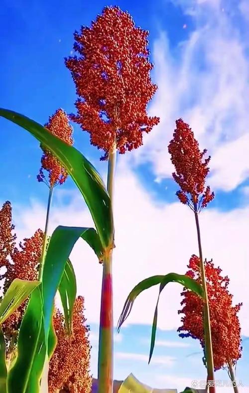 红高粱聚合直播