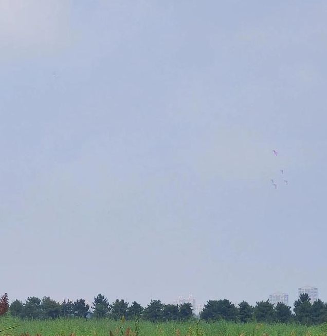 红高粱聚合直播