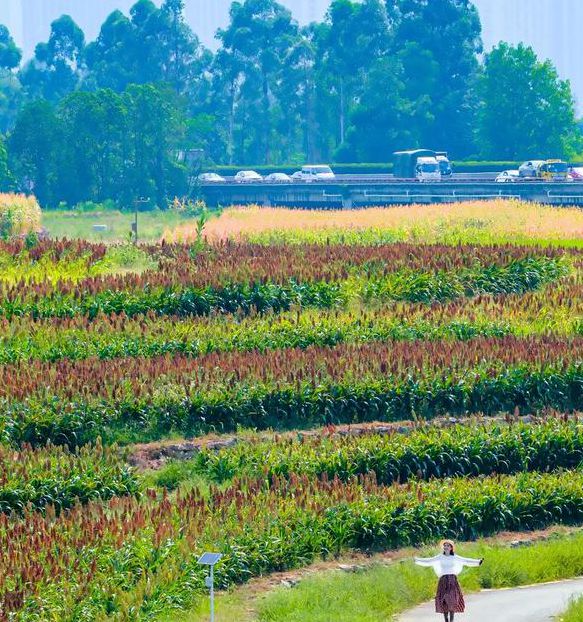 红高粱聚合直播