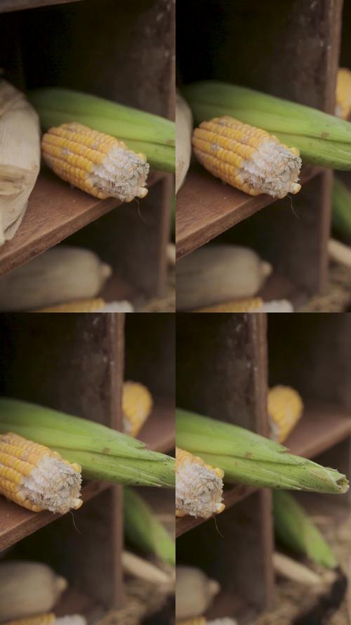 大玉米传媒玉米视频