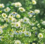 野花视频精品2021