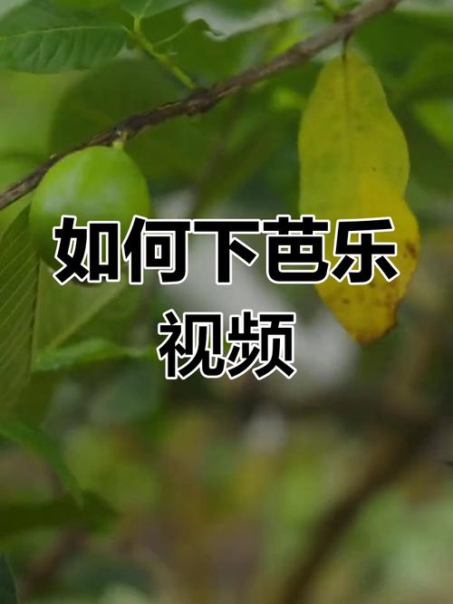 芭乐视频app最新版下载汅api免费