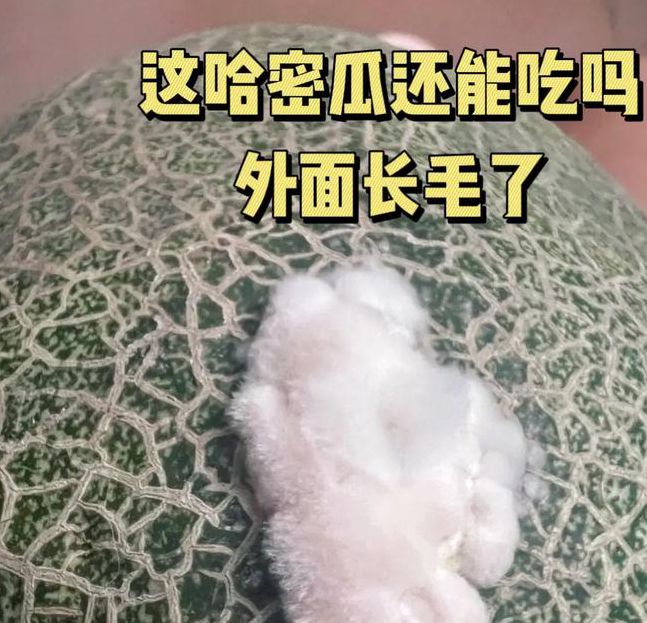 哈密瓜硬汉视频一触即发