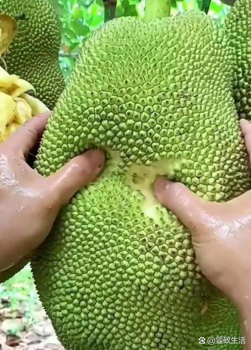 菠萝蜜视频绿巨人视频