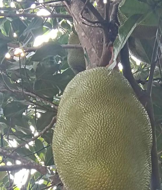 菠萝蜜视频绿巨人视频