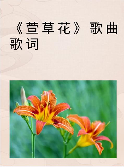 忘忧草视频在线观看高清免费:最好用的苹果安卓在线视频播放器