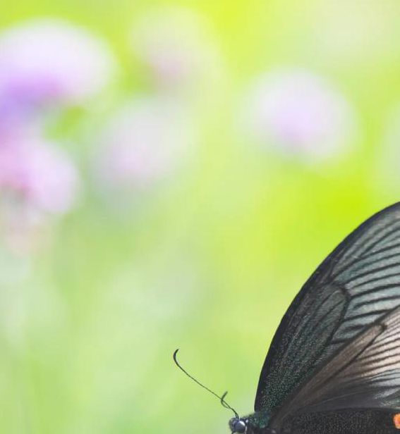 蝶恋花在线直播app