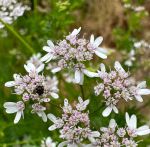 野花社区最新资源