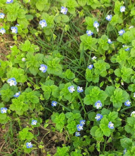 野花社区最新资源