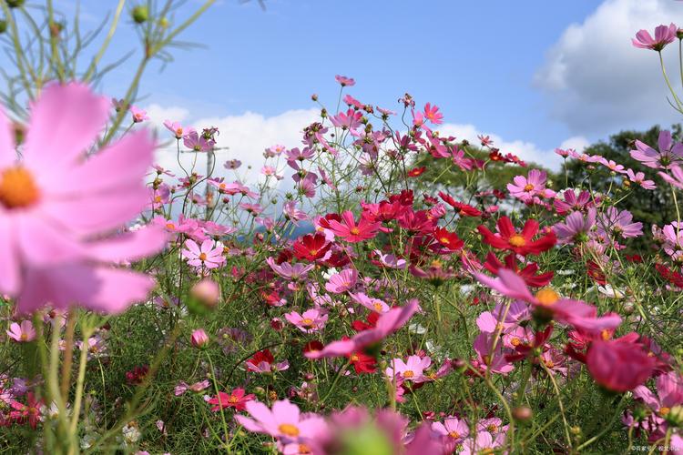 野花社区最新资源
