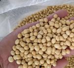 黄豆视频 黄豆精品 黄豆库