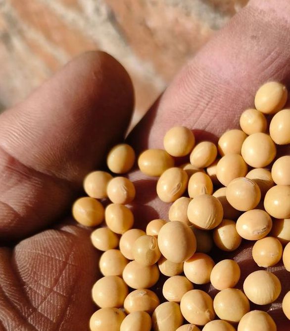 黄豆视频 黄豆精品 黄豆库