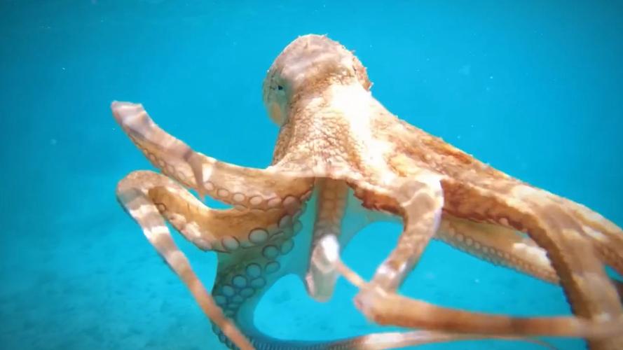 章鱼视频无限看