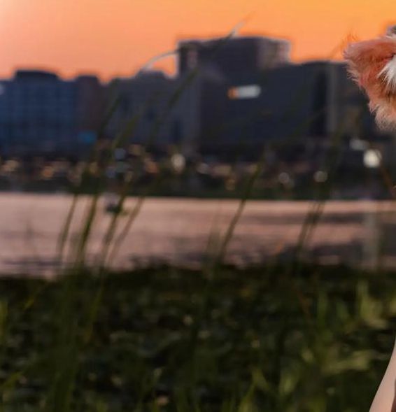 小妲己改名叫小狐仙吗