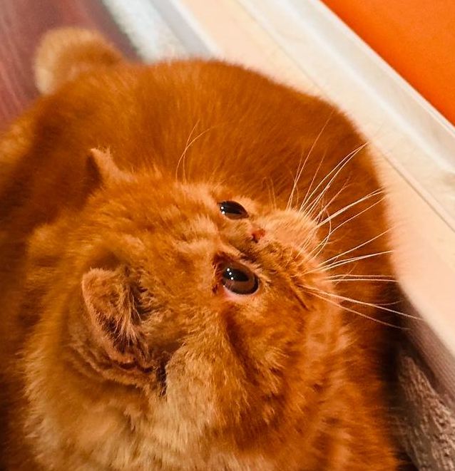 加菲猫影视2021版