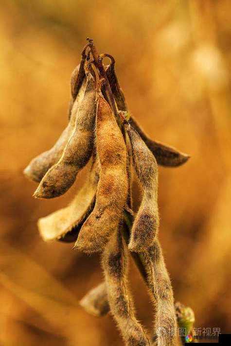 japonensisjava成熟大豆行情