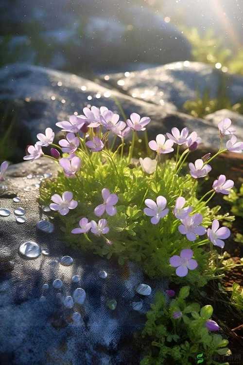 野花视频直播免费观看