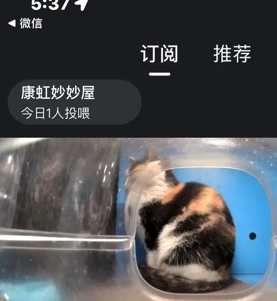 猫咪直播版永久vip账号