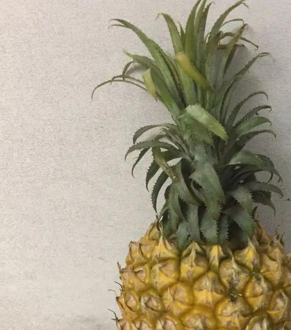 大菠萝五年沉淀只做精品