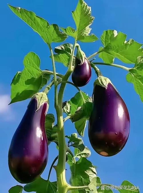 香蕉辣椒黄瓜丝瓜茄子