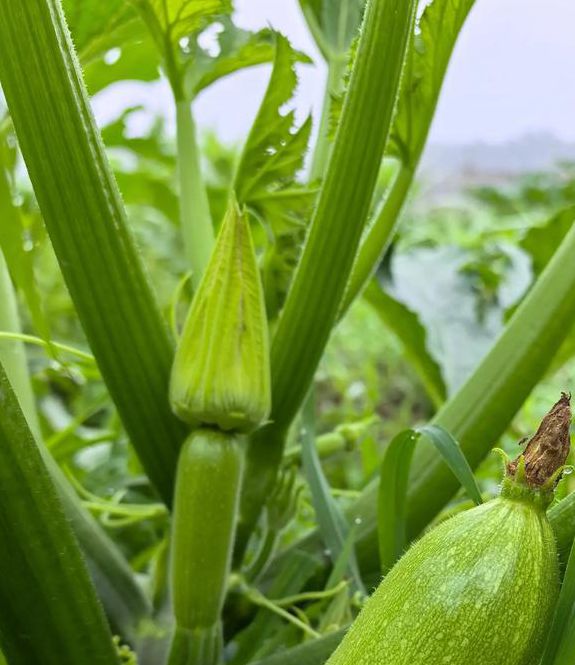 香蕉辣椒黄瓜丝瓜茄子