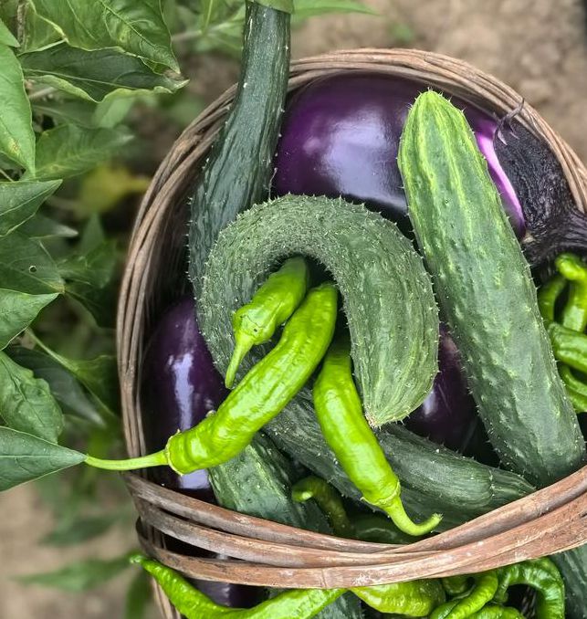 香蕉辣椒黄瓜丝瓜茄子