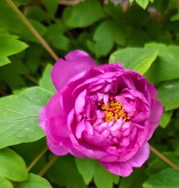 国色天香在线视频