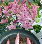 百合直播免费版