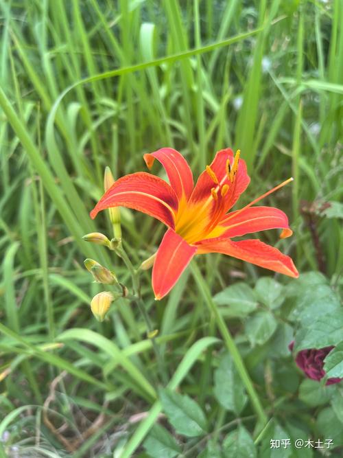 忘忧草社区日本www完整版