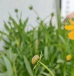 野花视频1.1.5安卓版