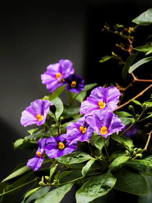 野花视频1.1.5安卓版