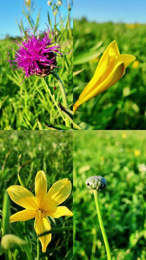 野花视频1.1.5安卓版