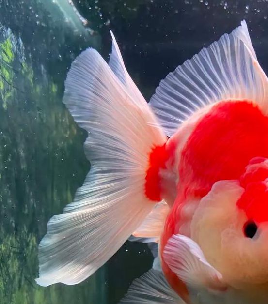 金鱼直播好看不等人