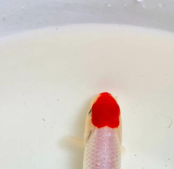 金鱼直播好看不等人