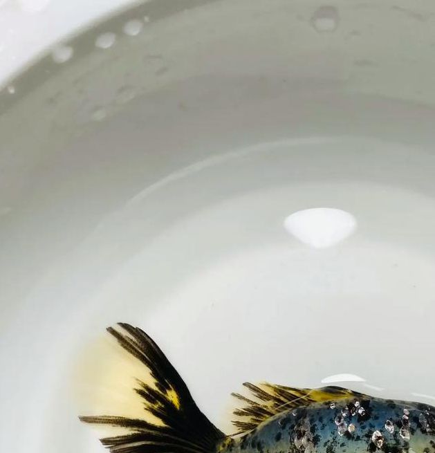 金鱼直播好看不等人