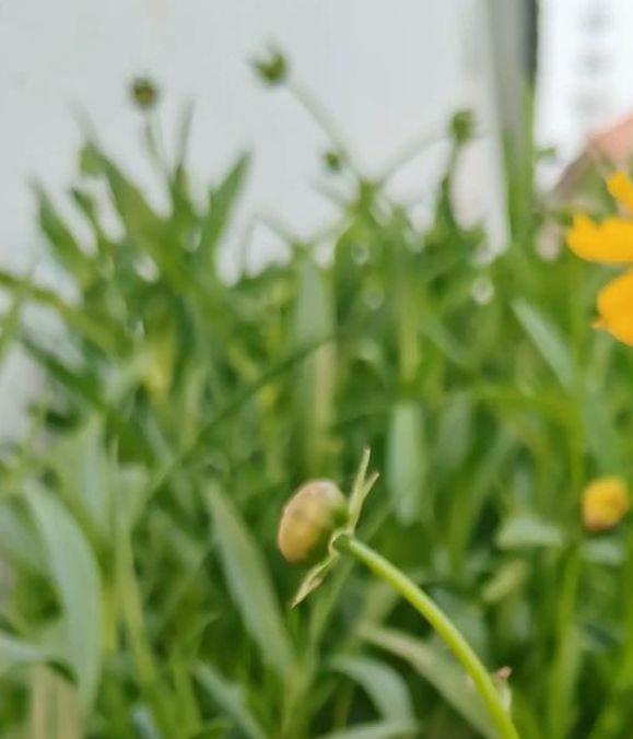 野花社区视频www