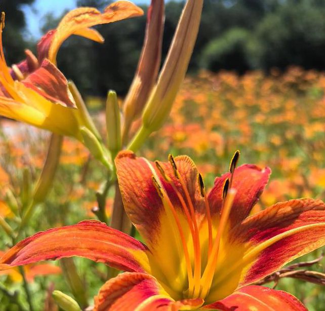 忘忧草视频资源app:能够在线欣赏观看真人秀直播的手机APP