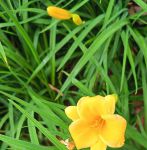 忘忧草视频资源app:能够在线欣赏观看真人秀直播的手机APP