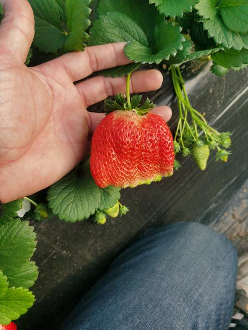 国产草莓视频在线观看日本