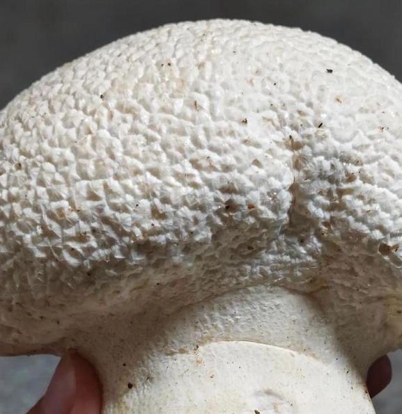 蘑菇视频(一天可以看25次)