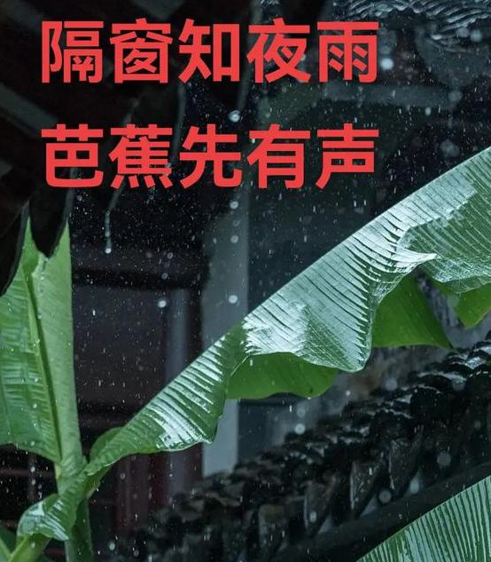 芭蕉视频个人视频2.1